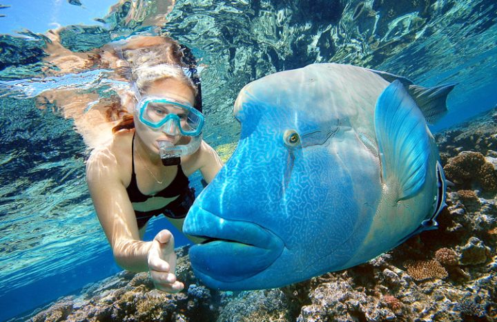 Snorkling at Great Barrier Reef