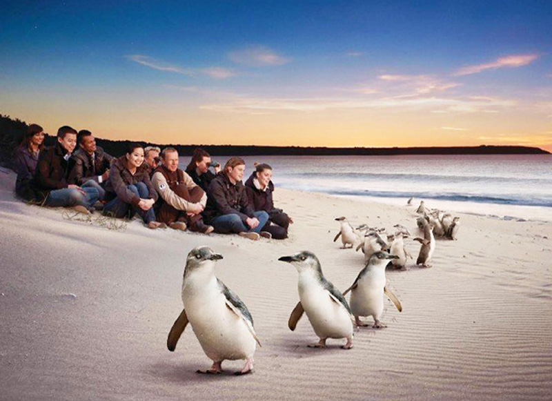 Phillip Island penguin parade
