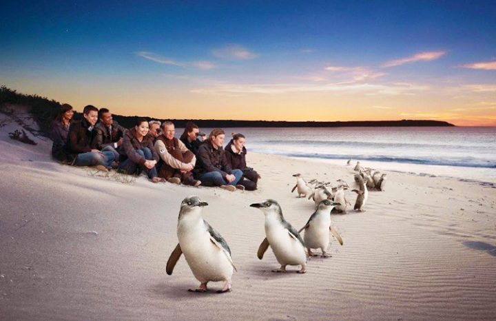 Watching the penguin `rafts' come ashore at Phillip Island