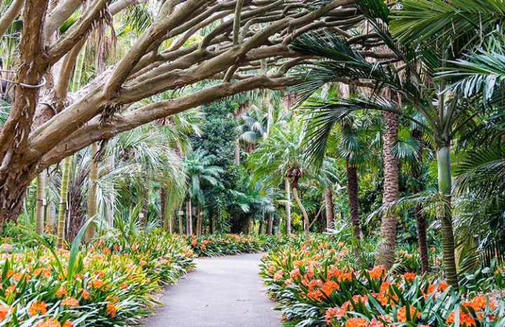 Sydneys botanical gardens
