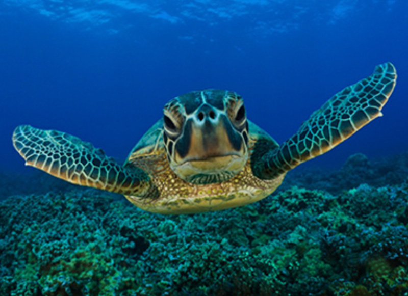 Turtle at Coral Bay