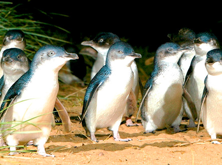 Phillip Island Penguin Run