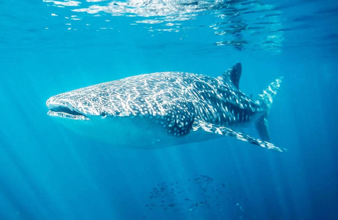 Ningaloo Reef Shark