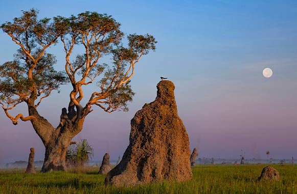 Finniss River Termite Mound