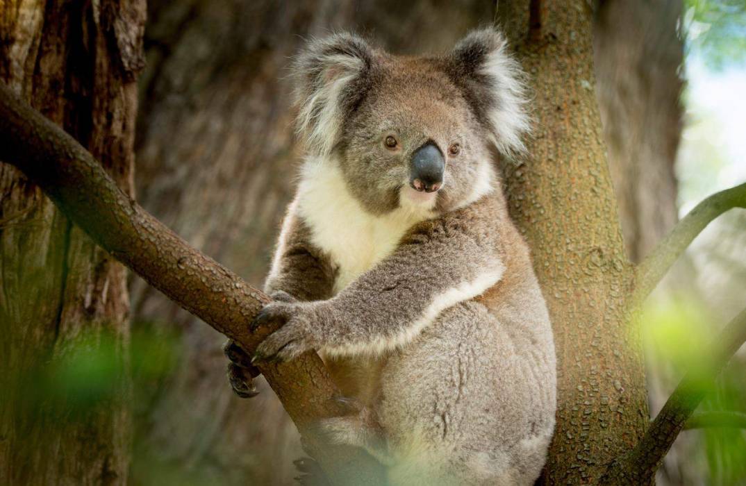 Cleland Wildlife Park