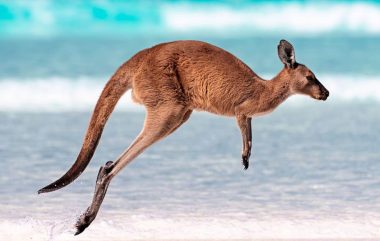 Kangeroo Island