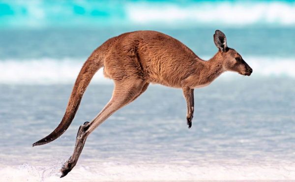 Kangeroo Island
