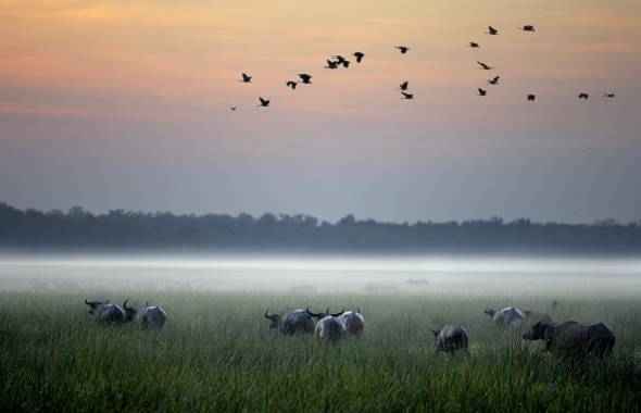 Bamurru Plains Water Buffalo