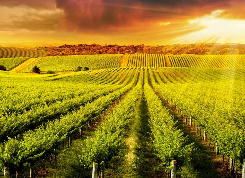 Barossa Valley