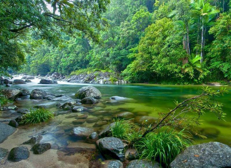Daintree Rainforeat