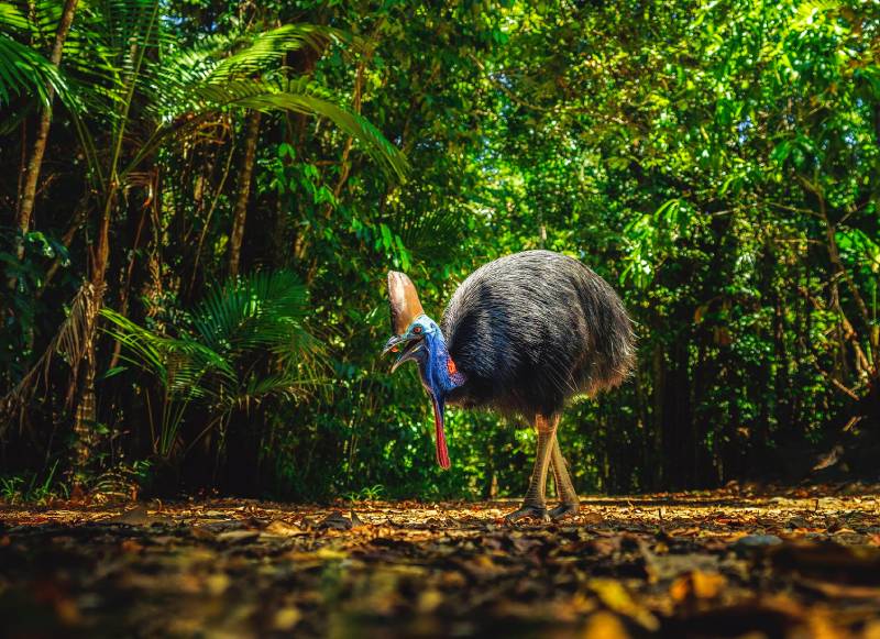 Cassowary