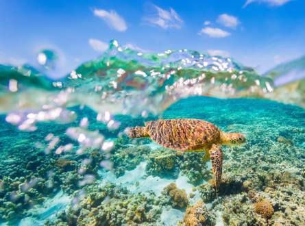 Great Barrier Reef
