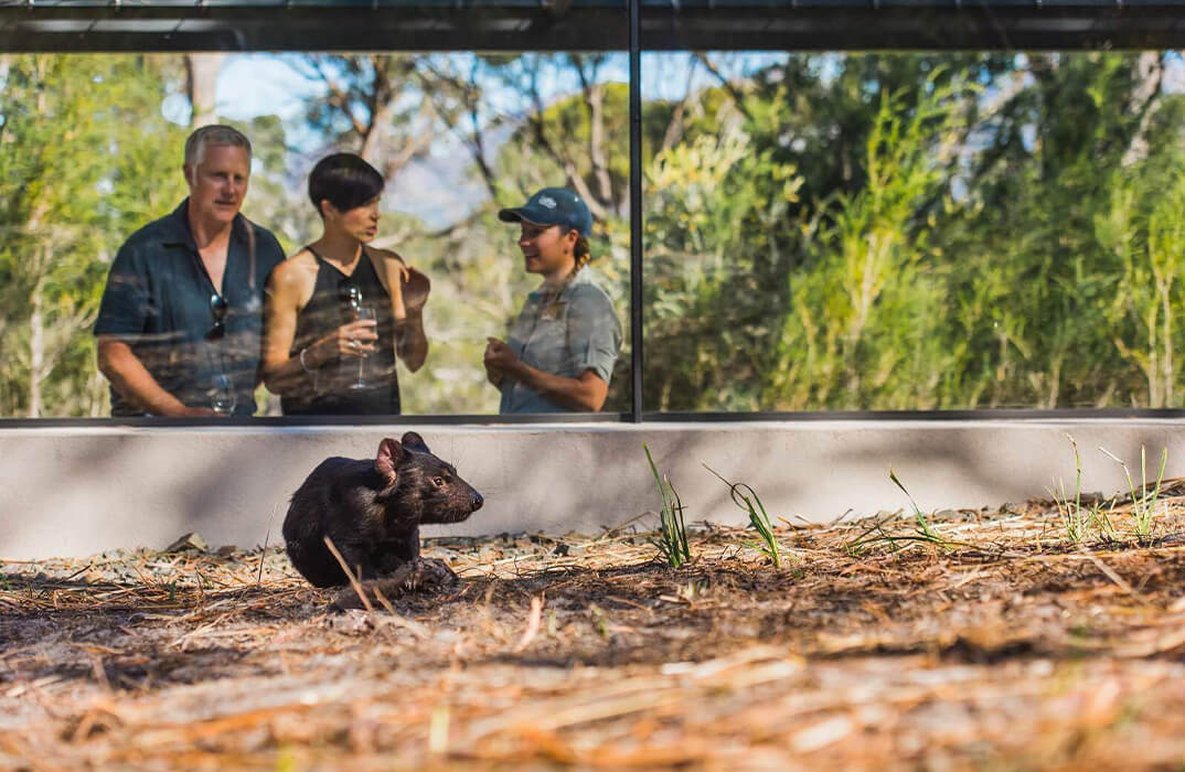 Saffire Freycinet Tasmania Devil