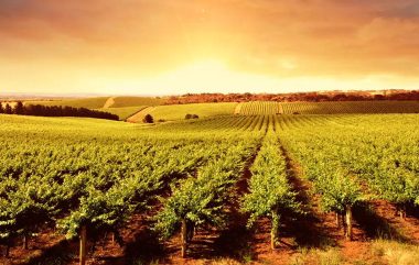 Barossa Valley