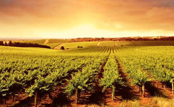 Barossa Valley