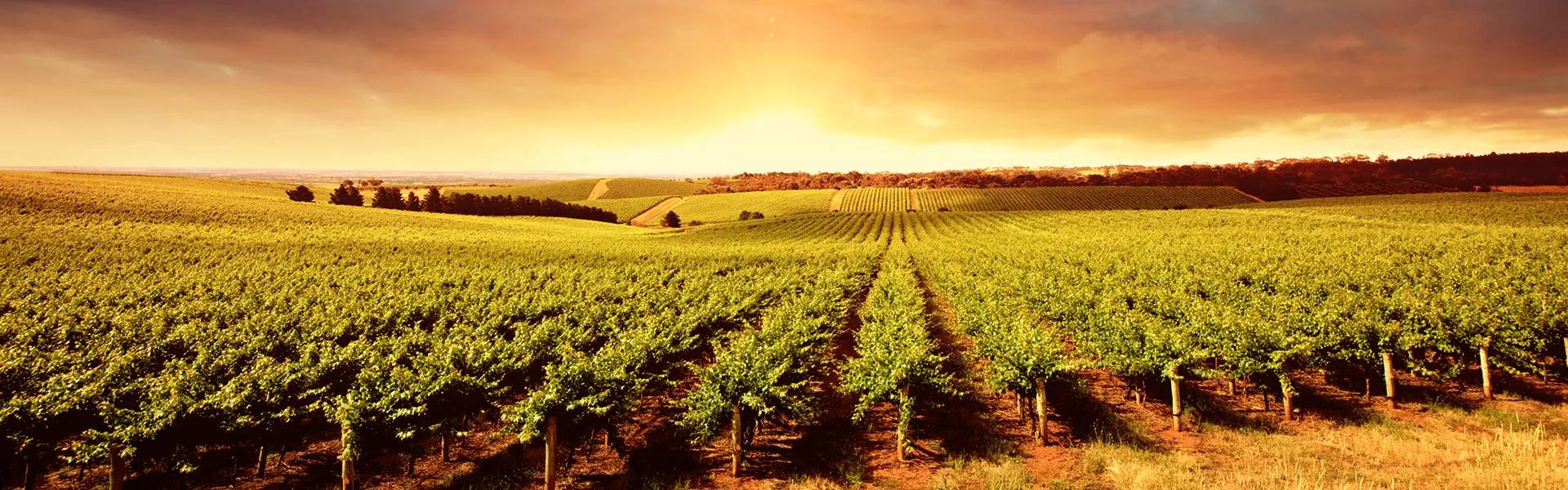 Barossa Valley