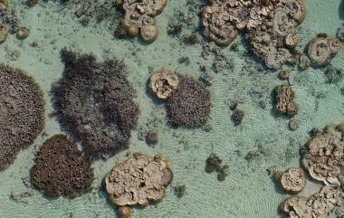 Southern Great Barrier Reef Corals