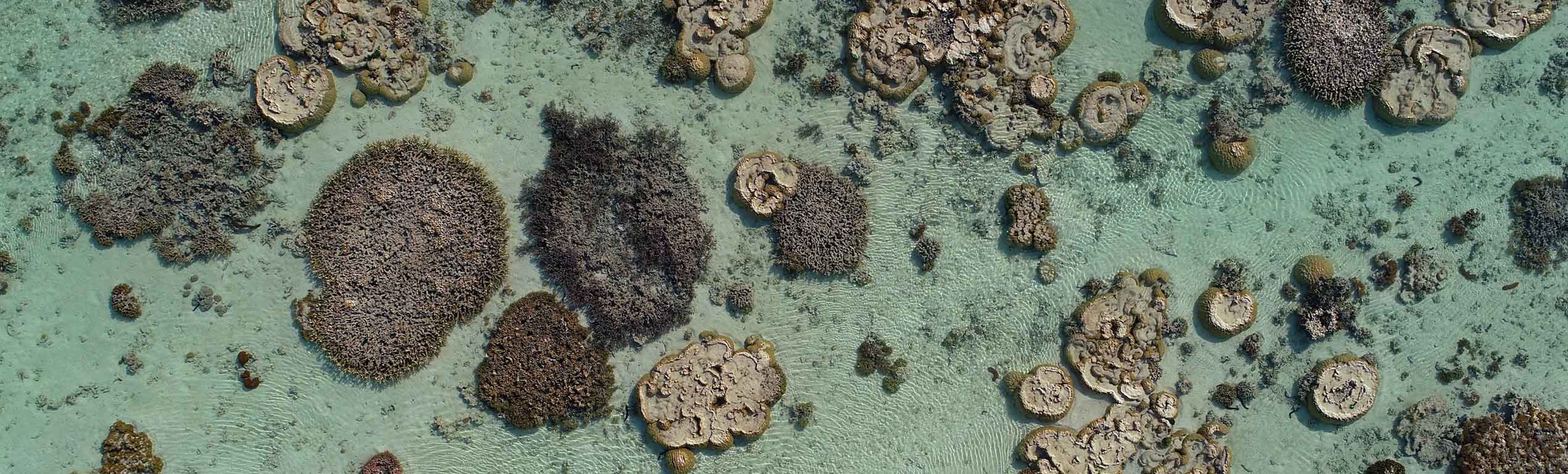 Southern Great Barrier Reef Corals