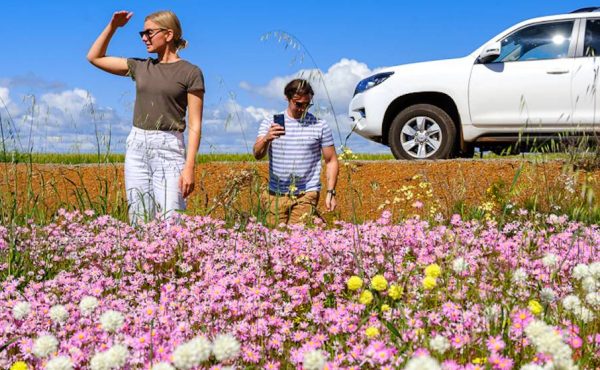 Wild Flowers Australia