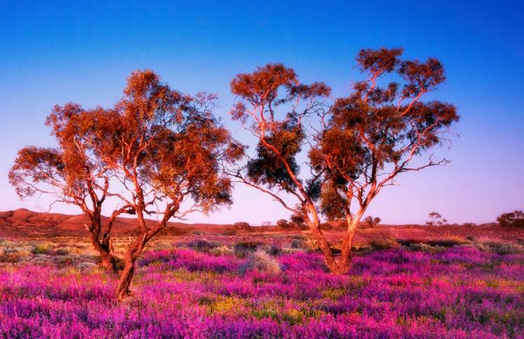 Australian Wildflowers