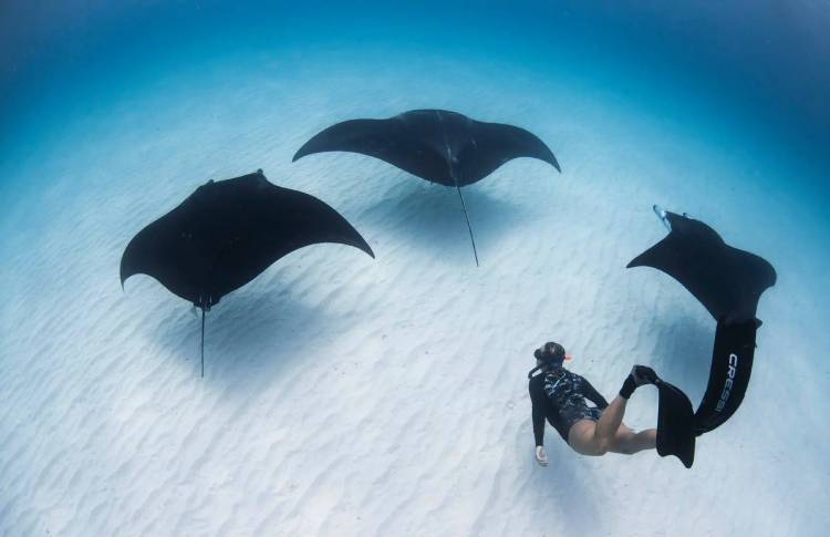 Manta Australia
