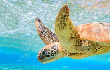 Diving Australia