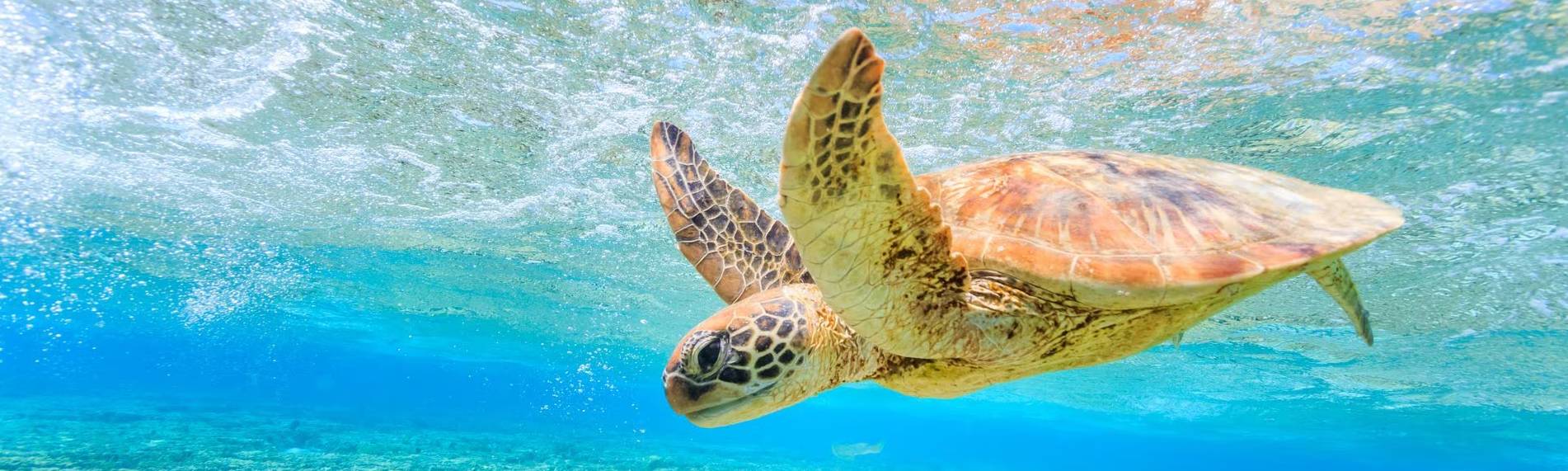 Diving Australia