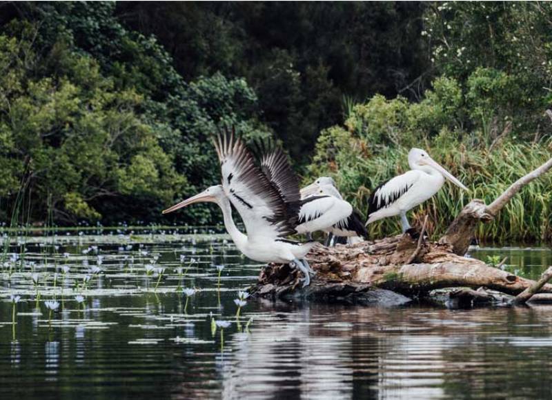 Private Noosa Everglades Cruise
