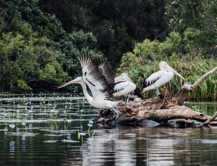 Private Noosa Everglades Cruise