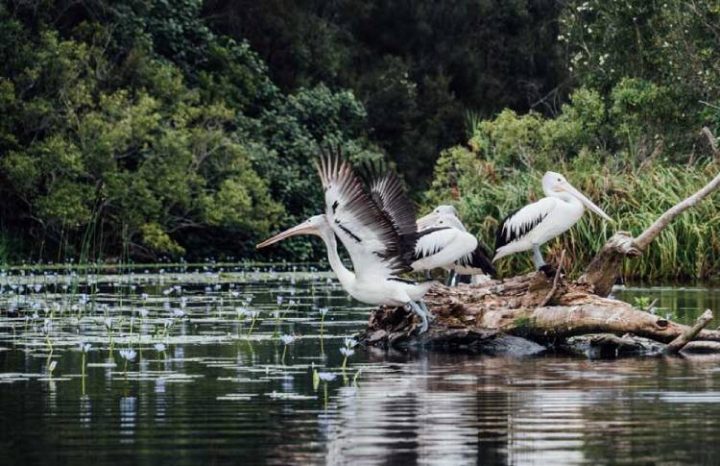 Private Noosa Everglades Cruise and Highlights