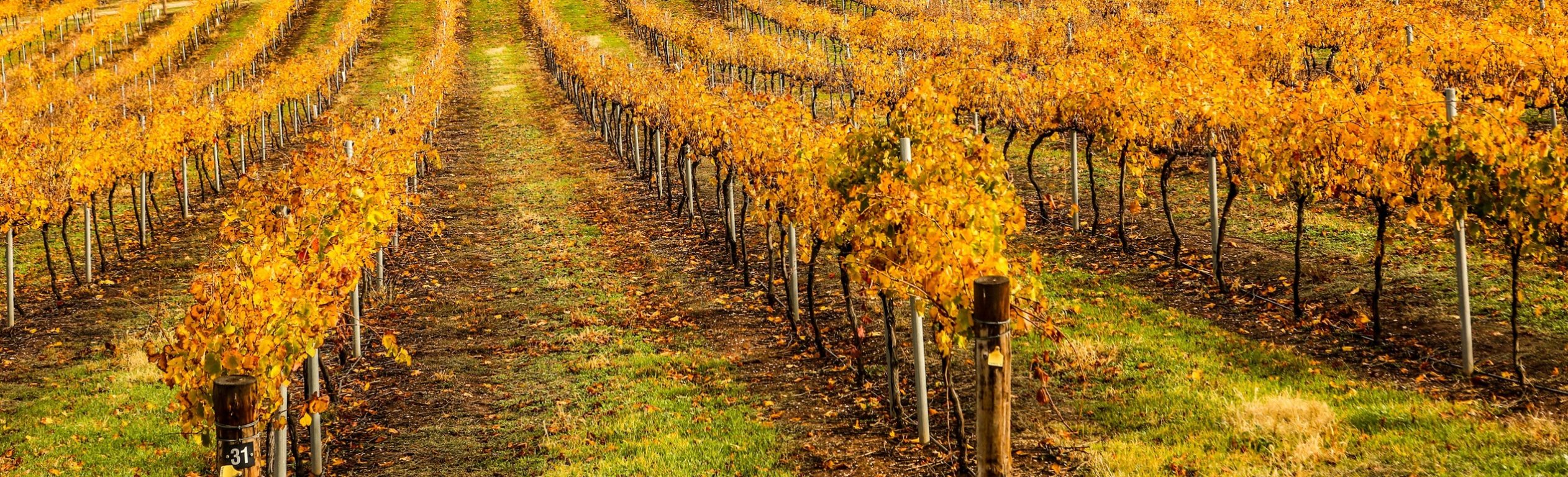 South Australia Barossa