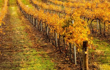 South Australia Barossa