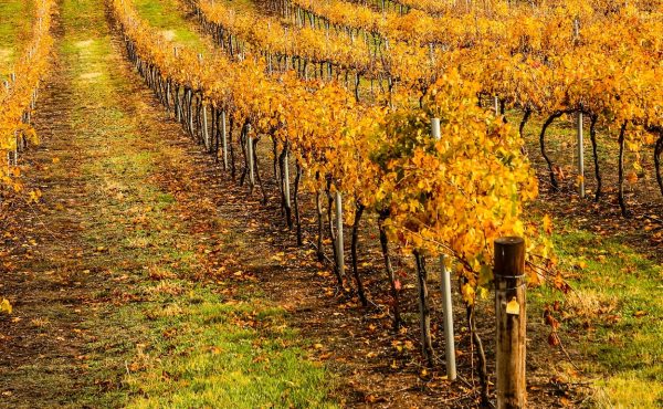 South Australia Barossa