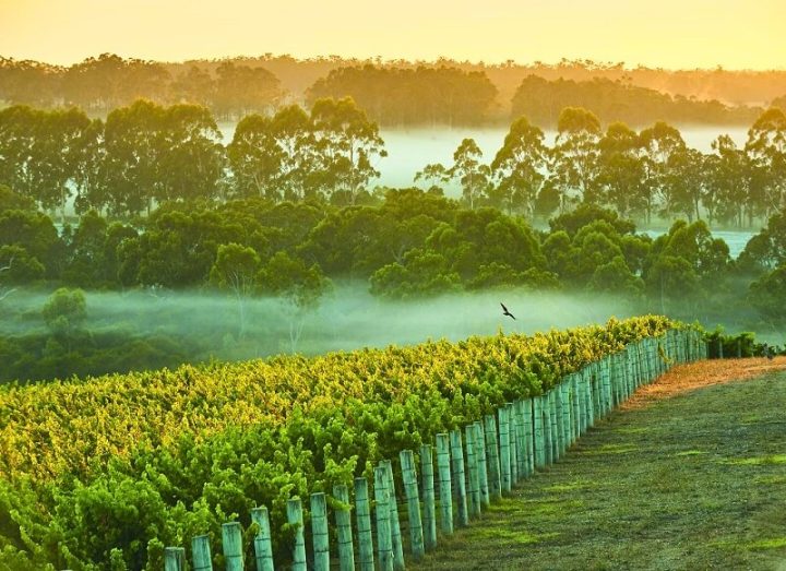 Dawn vineyard views at Daylesford
