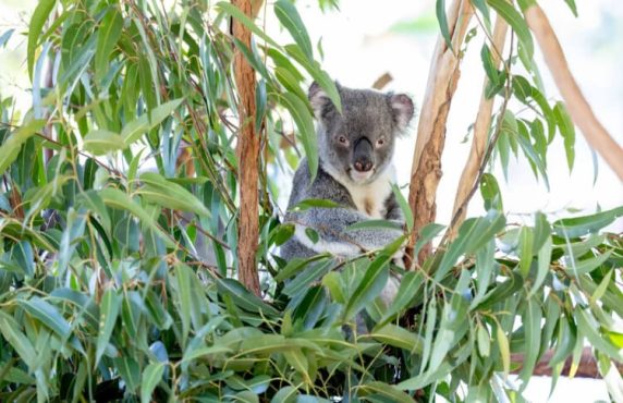 Koala Credit: Lone Pine Koala Sanctuary